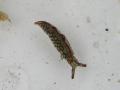 20040912pPICT0015.jpg