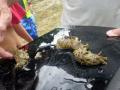 201203indonesiaphotoIMGP2619.jpg