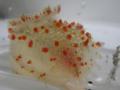 20100822IMGP0201.jpg