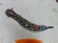 20050508PICT0020.jpg