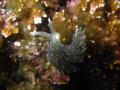 20110110IMGP0853.jpg