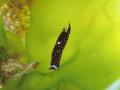 akabosiCIMG7571.jpg